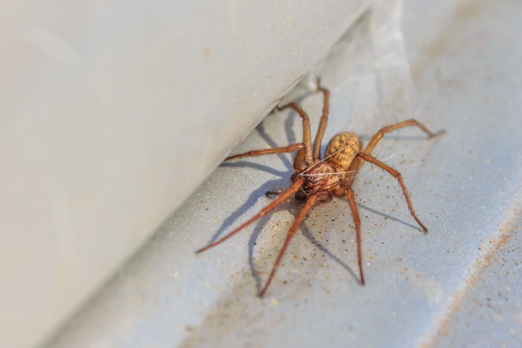 spider-pests
